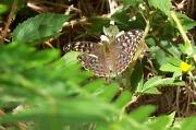 Silver_Washed_Fritillary,_Wootton_Bridge 